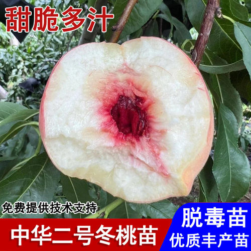 云南大理冬血蜜桃树苗脆甜中华2号冬桃苗11月南北方种植当年结果