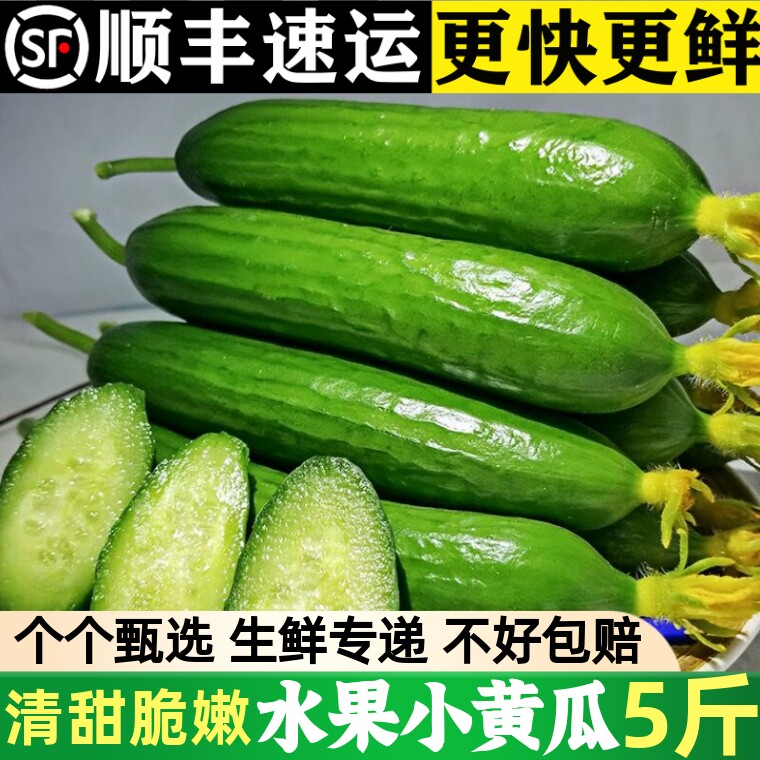 生吃水果黄瓜新鲜小黄瓜无刺青瓜玉女黄瓜白玉旱黄瓜孕妇现摘蔬果
