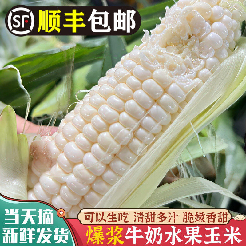 漳州水果玉米牛奶玉米爆浆现摘玉米冰糖甜白玉米代餐新鲜可以生吃