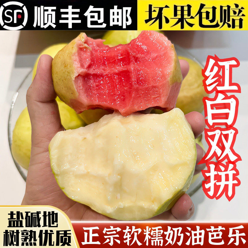 正宗盐碱地红心芭乐番石榴奶油芭乐软糯软心芭乐果树上自然熟顺丰