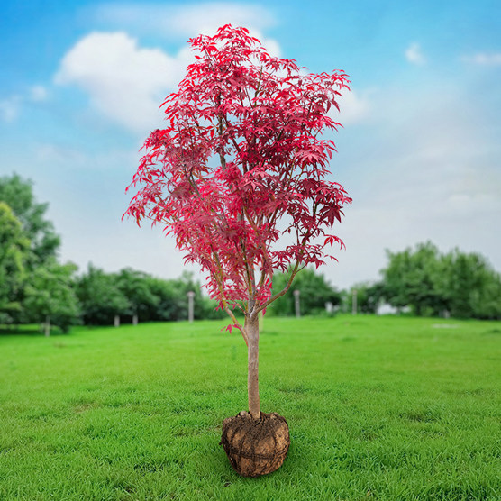 红枫树苗日本红枫红舞姬中国红枫黄金枫庭院别墅道路绿化盆栽