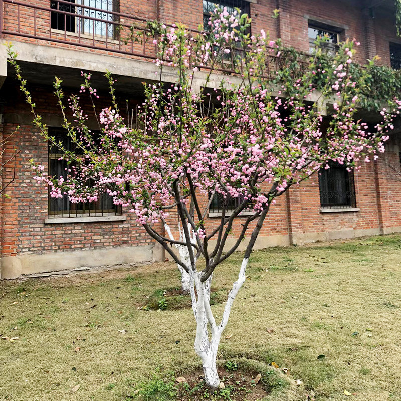海棠花树苗盆栽西府海棠花庭院阳台耐寒花卉植物垂丝海棠