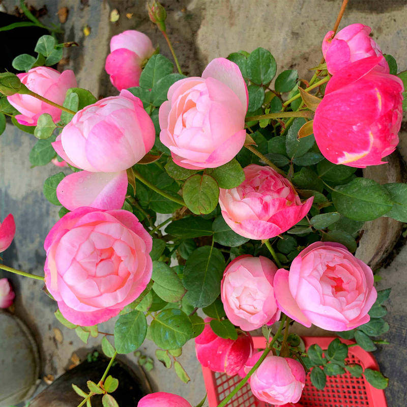 草莓杏仁饼月季花苗多季开大花园灌木盆栽多头包子阳台四季开花卉