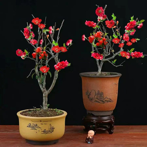四季开花