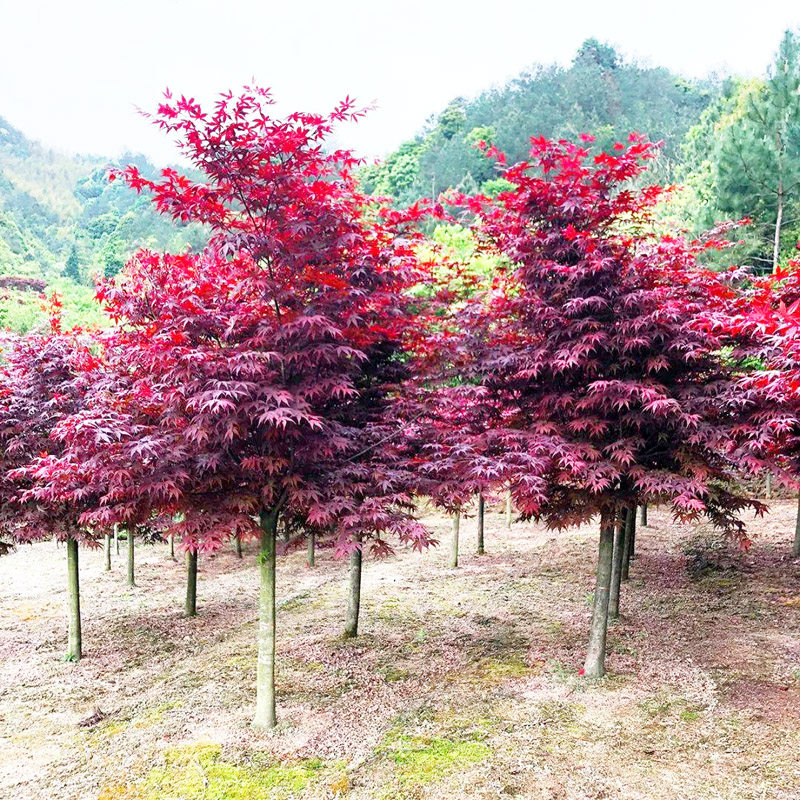红枫树苗日本红枫红舞姬中国红枫黄金枫庭院别墅道路绿化盆栽,鲜花速递/花卉仿真/绿植园艺,大型绿植/成品组合盆栽,淘宝优惠券,粉丝福利购,淘宝优惠卷