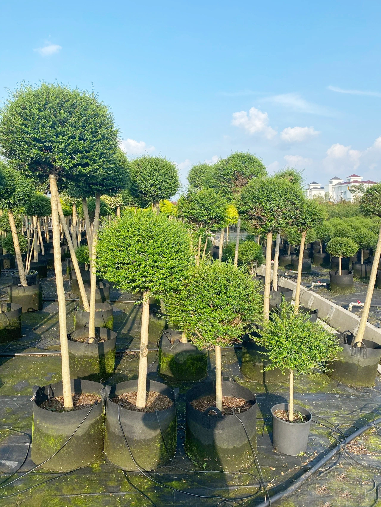 小叶女贞棒棒糖造型树球形苗庭院别墅绿化围墙植物观叶四季常青