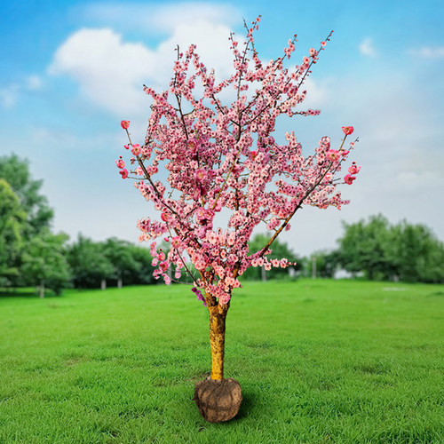 原生庭院树苗花郡都四季梅花