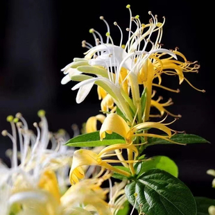 金银花树苗 可食用 浓香四季开花盆栽阳台庭院爬藤植物老桩带花苞