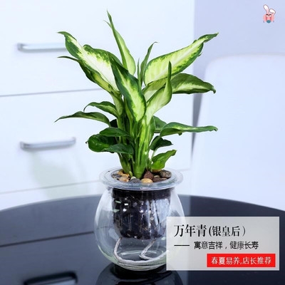 水盆植物销量排行榜 水盆植物品牌热度排名 小麦优选