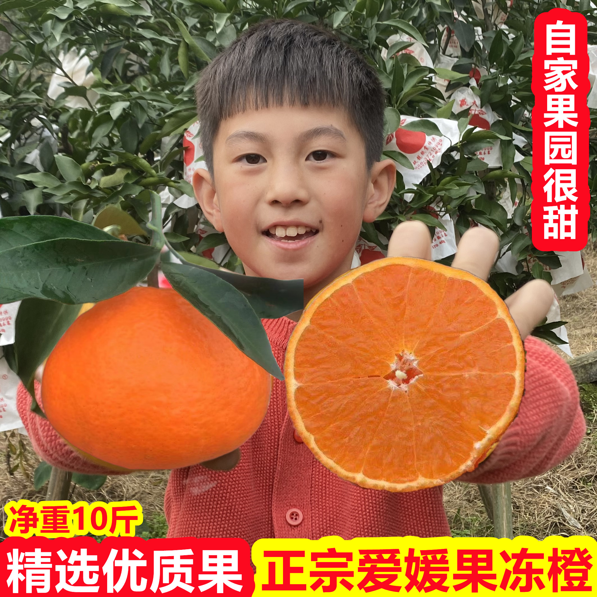 正宗爱媛果冻橙肉嫩化渣爆汁带叶