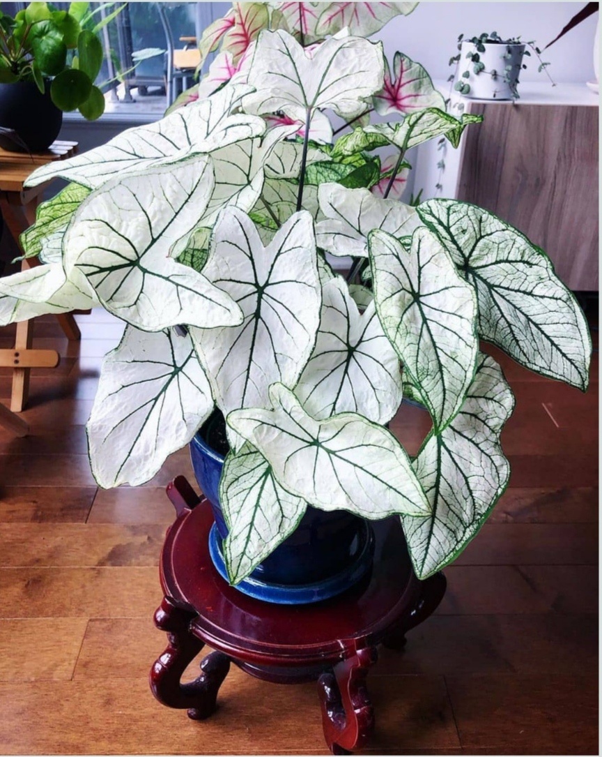 彩叶芋北欧ins网红植物泰国白色恋人花叶芋绿植庭院盆栽观叶好.