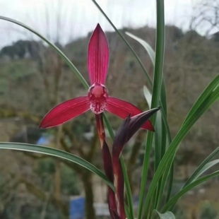 兰花春兰娄山红大中华好花红国兰铭品花卉盆栽园艺传统绿植好养活