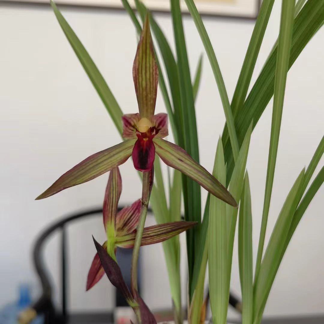 兰花春兰华夏红素老种国兰铭品绿植园艺花卉盆栽好养易成活包对版