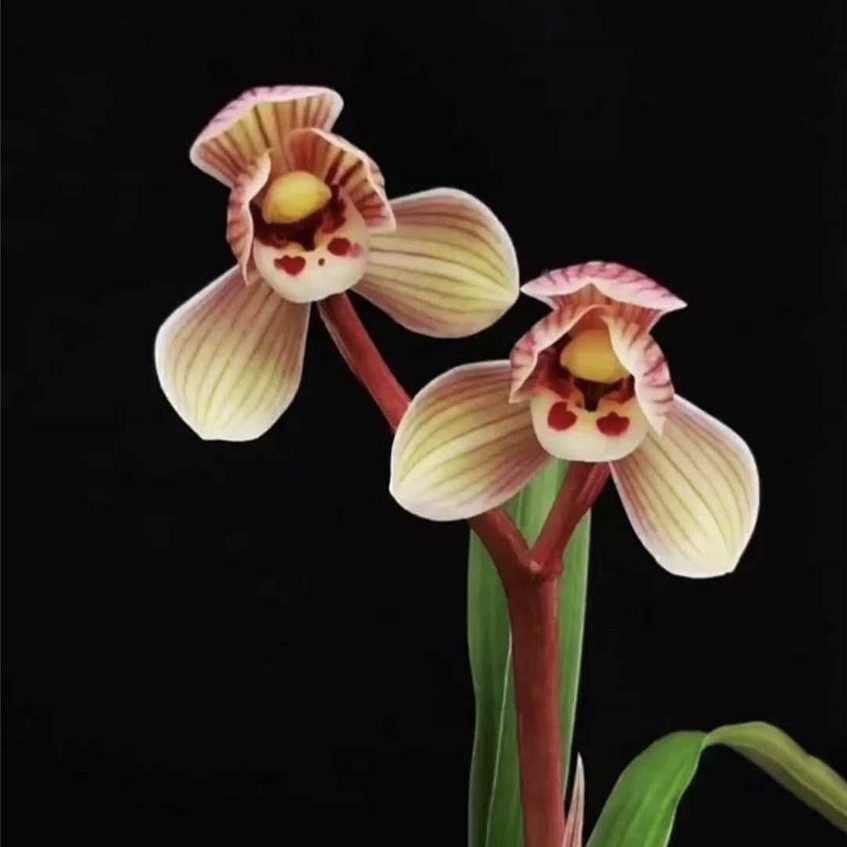 莲瓣兰镇荷兰花荷瓣铭品老种绿植园艺花卉盆栽好养室内浓香型老种