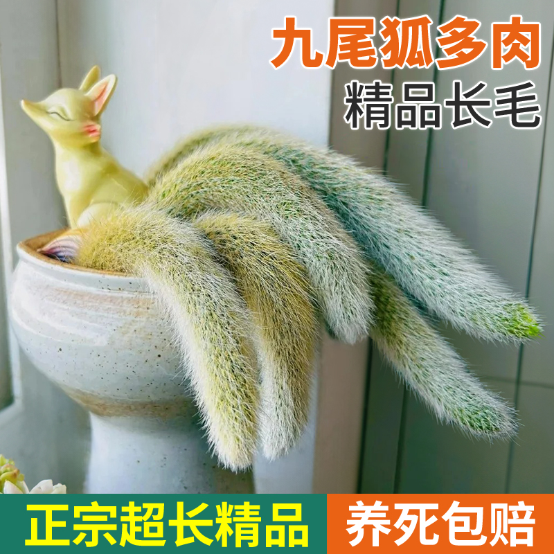 九尾狐多肉植物幼儿园小盆栽精品摆件白长软毛绿植阳台仙人掌科