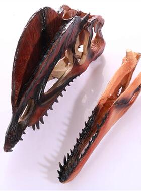 树脂工艺品动物园展览模型儿童科普教学模具双冠龙恐龙动物头骨