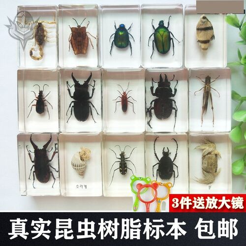 昆虫标本制作价格 昆虫标本制作图片 星期三
