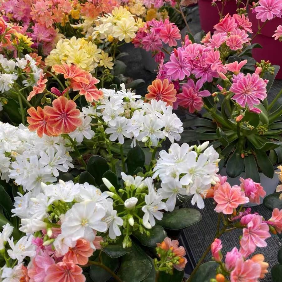 露薇花盆栽露微花琉维草阳台庭院