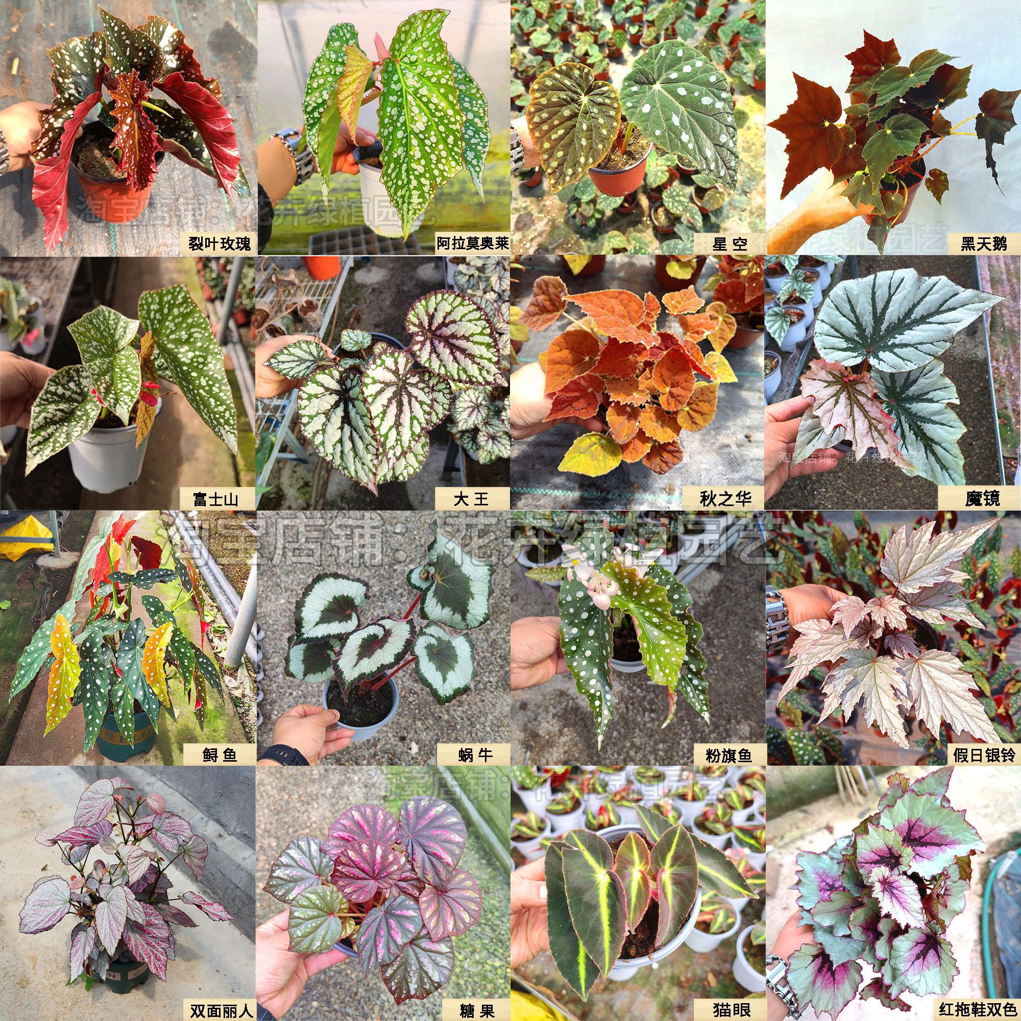 鳟鱼秋海棠盆栽室内绿植竹节彩叶芋海芋鲜花海棠花卉观叶水培植物