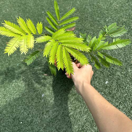 密叶猴耳环绿植室内热植日本密叶猴网红观叶小豆树一物一拍