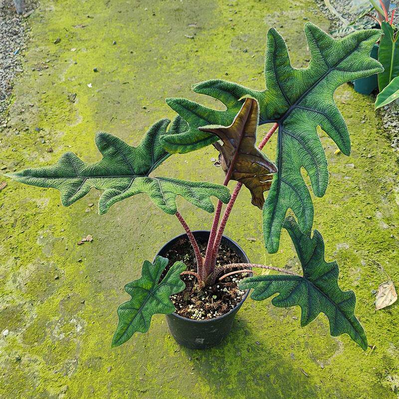 杰克林海芋忍者铜叶海芋龙鳞纹黄貂鱼海芋多叶好养耐荫多品种图片