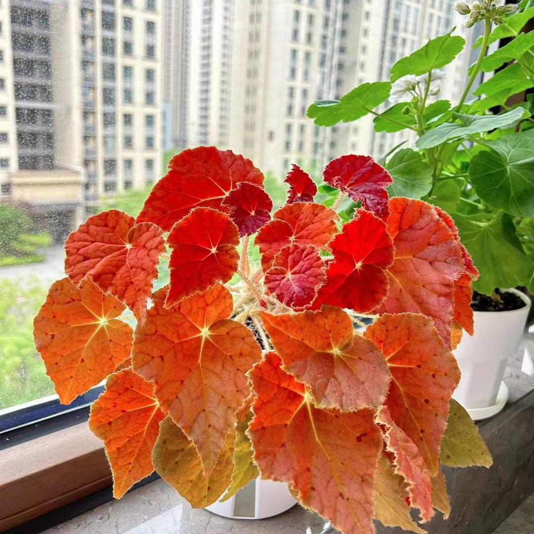 秋海棠盆栽带花苞室内阳台花卉
