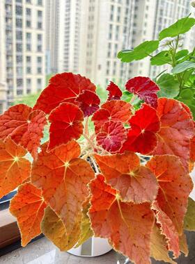 秋之华蟆叶橙色秋海秋棠室内客厅秋之花秋海棠热带植物