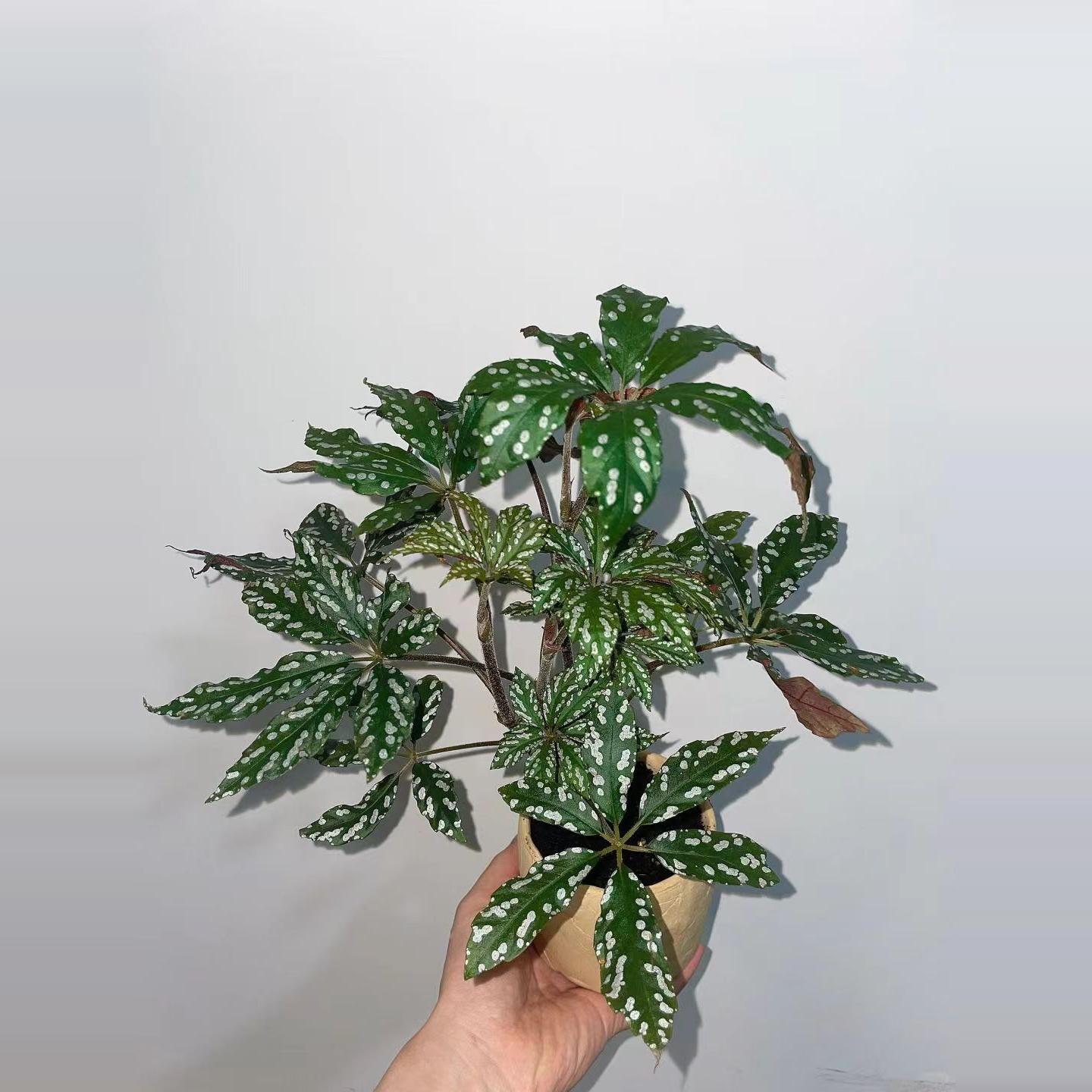 秋海棠盆栽福寿鳟鱼滇缅竹节客厅室内植物花卉好养活四季桌面绿植