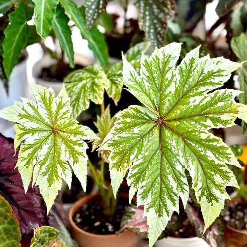 白鹰狮 海棠蟆叶类阳台室外室内客厅桌面绿植盆栽观叶赏花植物