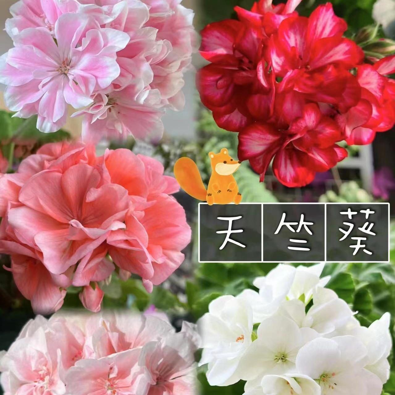 精品重瓣大花天竺葵盆栽进口品种四季开花不断阳台庭院带花苞发货