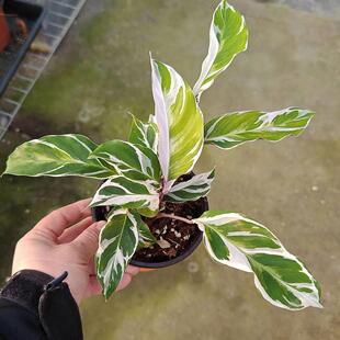 白油画竹芋i铜钱草耐阴室内外绿植物花卉盆栽雪莹白油画吊兰水培