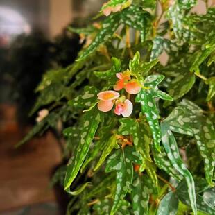 开普敦小天使秋海棠阳台室外室内客厅桌面绿植盆栽观叶赏花植物