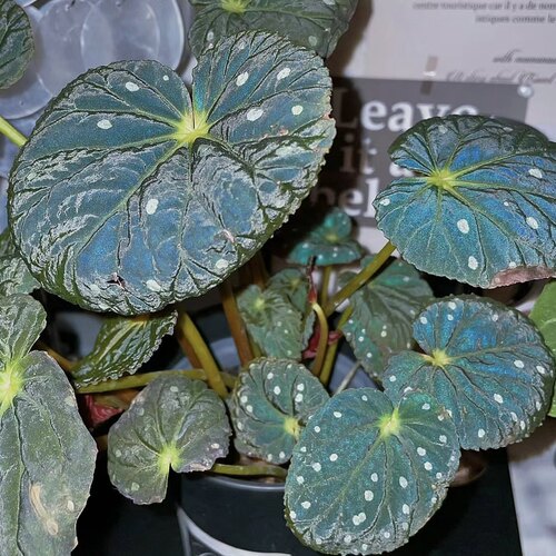 晨露蓝光绿植暗夜星空蜗牛黑天鹅原生秋海棠星空秋海棠绮丽秋海棠