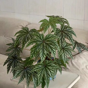 鹰狮秋海棠蟆叶类阳台室外室内客厅桌面绿植盆栽观叶赏花植物