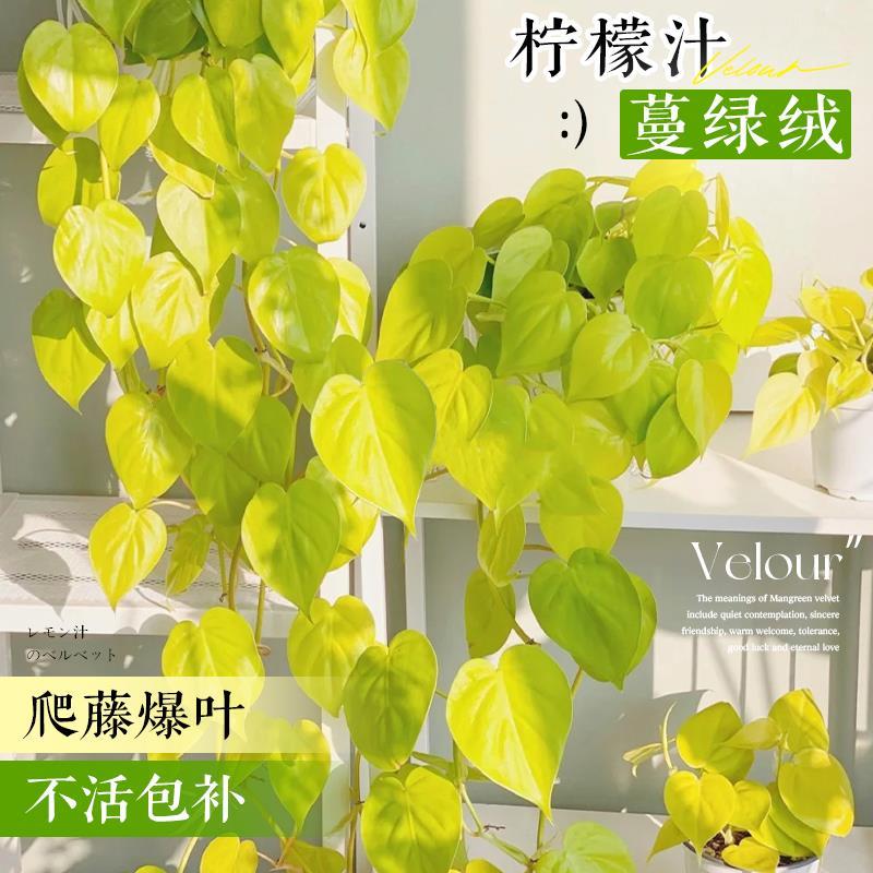 柠檬汁蔓绿绒植物印第安羽毛盆栽爬藤垂吊室内桌面绿植四季好养活