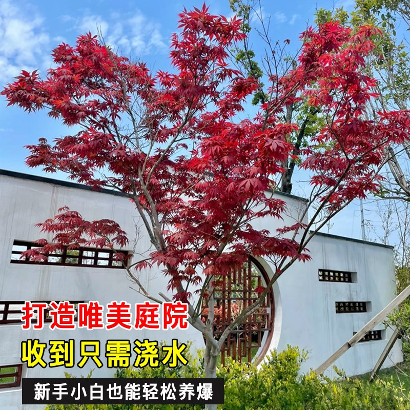 红枫树苗四季红庭院风景树景观大树鸡爪槭抗寒耐冻花卉室外