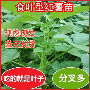 专吃叶子的红薯苗种食用红薯叶种番薯叶苕尖种苗秧地瓜食叶型秧苗
