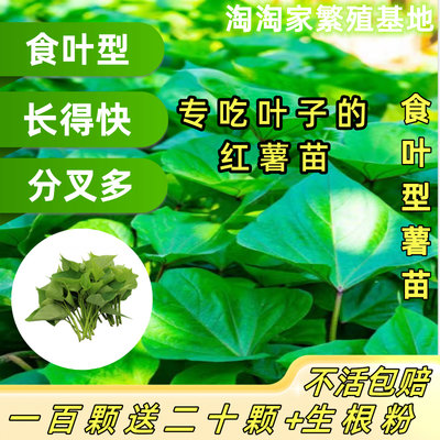 食叶型农科院红薯苗盆栽阳台量产
