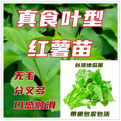 吃完一茬又一茬的绿色蔬菜