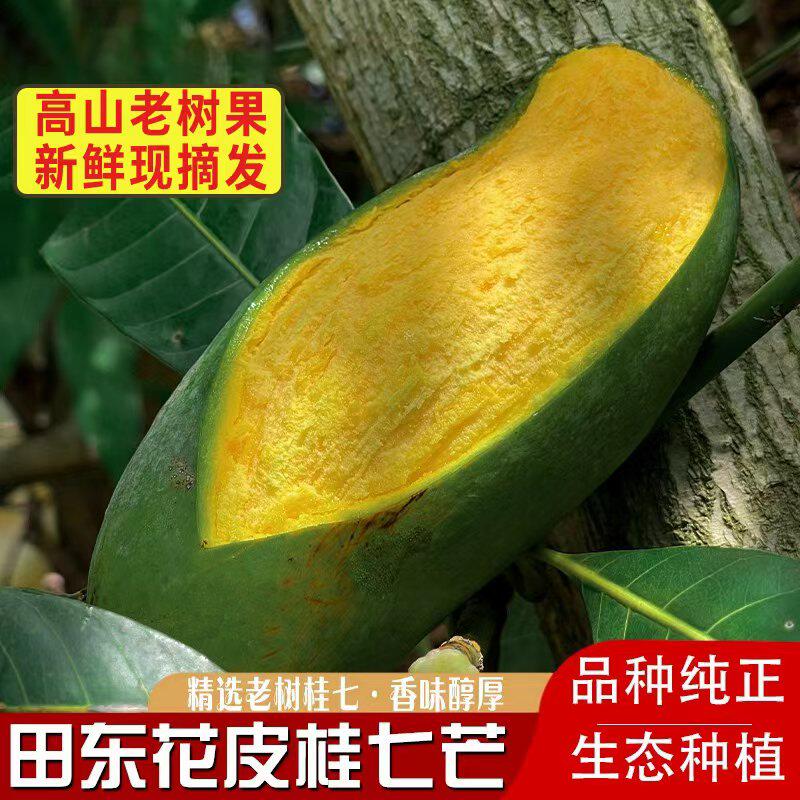 广西百色田东桂七芒果特大果包邮