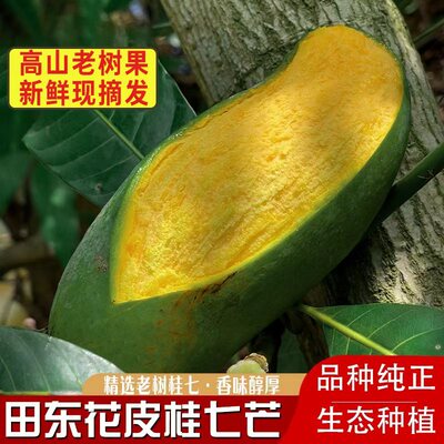 广西百色田东桂七芒果特大果包邮