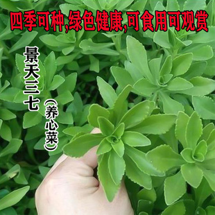 景天三七四季阳台盆栽庭院耐寒抗旱菜种养心种籽高钙菜救心菜子孑