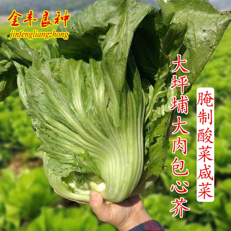大坪埔大肉包心芥菜种子潮州大菜籽老品种好吃包心芥农家蔬菜种子