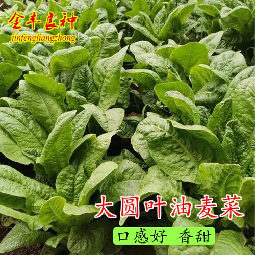 大圆叶香油麦种子阳台盆栽庭香唛