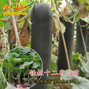 大冬瓜苗大全秧苗超大高产黑皮冬瓜种籽春秋大田蔬菜苗种孑冬瓜苗