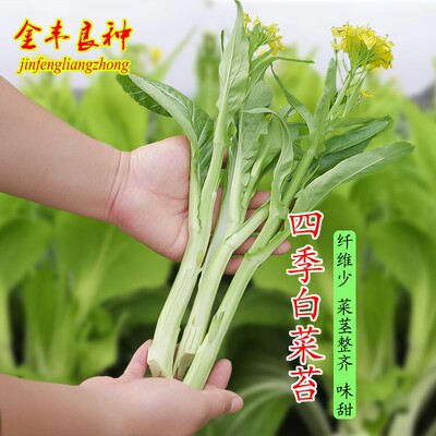 四季白菜苔菜种籽广东菜心早熟