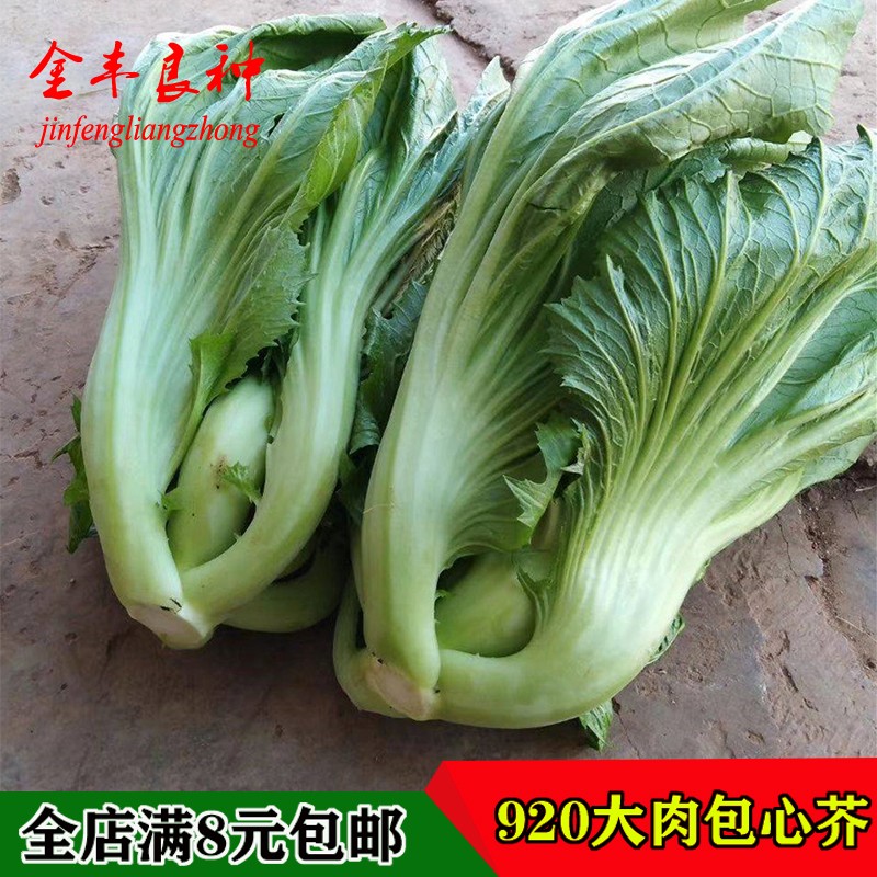 大肉包心芥矮麻菜芥菜种籽腌制咸菜秋季种植潮州大菜农家蔬菜种子