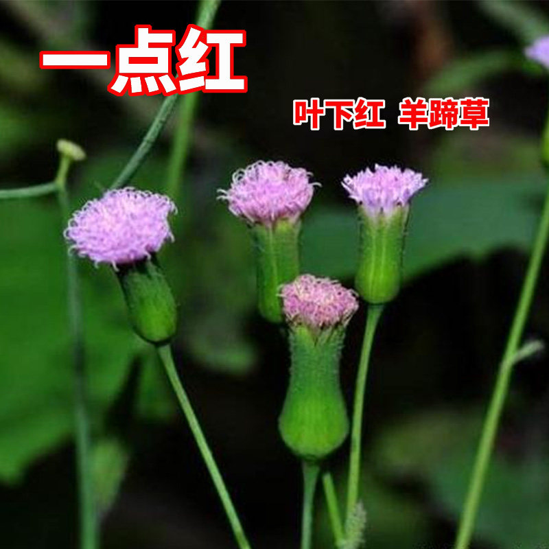 一点红种子叶下红菜籽红背菜木耳菜红头草被子草紫皮草紫背草孑植