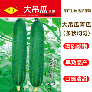 大吊瓜种子青瓜种籽大黄瓜种籽苗秧苗春秋蔬菜种孑阳台盆栽菜园苗