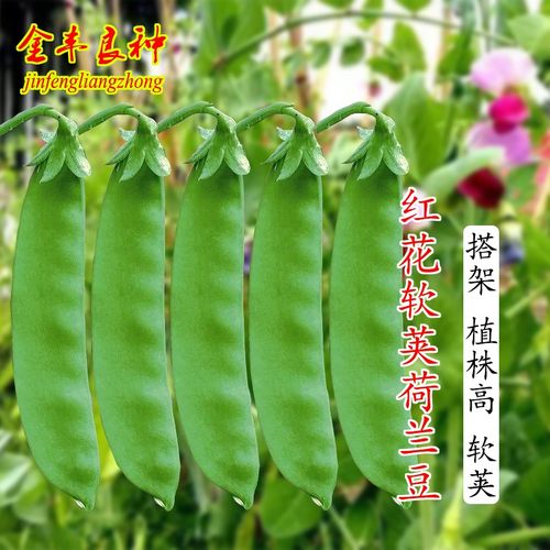 红花软荚荷兰豆种籽种子红花菜